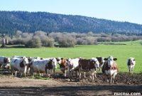 Jura Food Guide: Must-Try Regional Specialties and Dishes