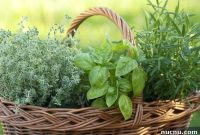 8 Essential Herbs Frugal Gardeners Should Grow This Year