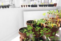 Gardening Adventure: Planting New Seeds for Spring Growth
