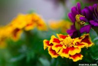 Triple Dog Dare Saturday: Weekend To-Do List, Recipe Twist & Gardening Tips