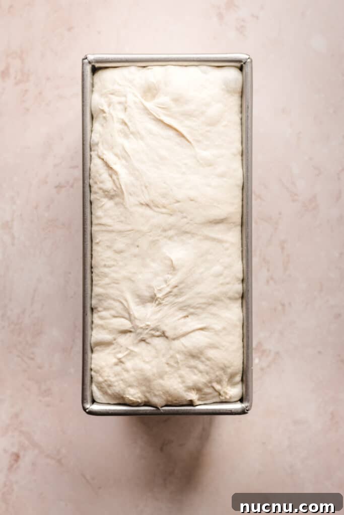Homemade English Muffin Sandwich Bread Recipe for Soft Sandwiches 6 Letting your English muffin bread dough rise before baking helps to make all those little air pockets.