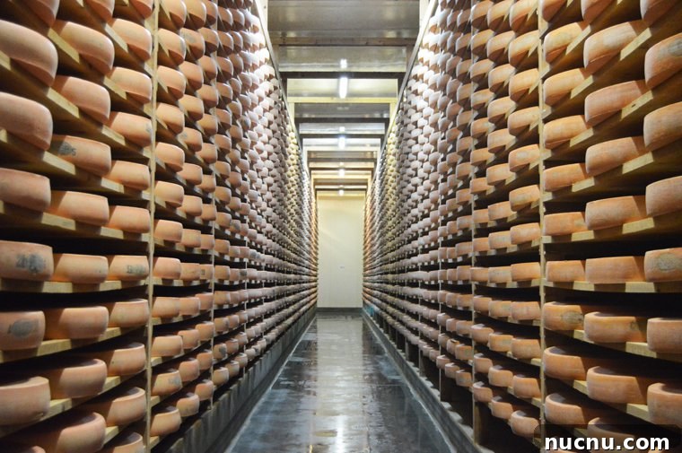 Comté wheels aging at the affineur's.