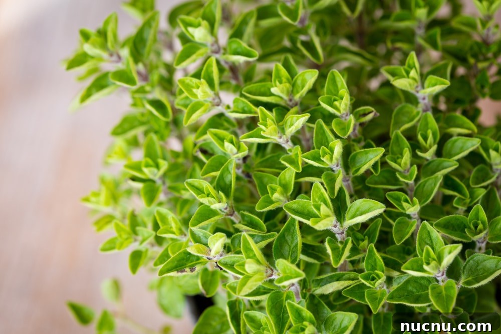 8 Essential Herbs Frugal Gardeners Should Grow This Year 10 oregano