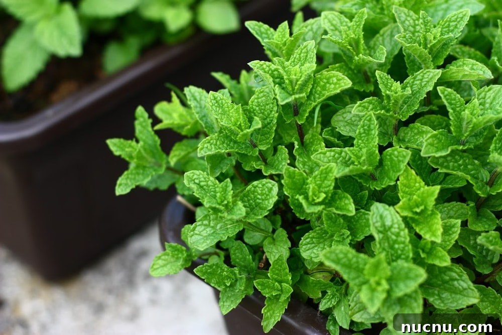 8 Essential Herbs Frugal Gardeners Should Grow This Year 11 mint