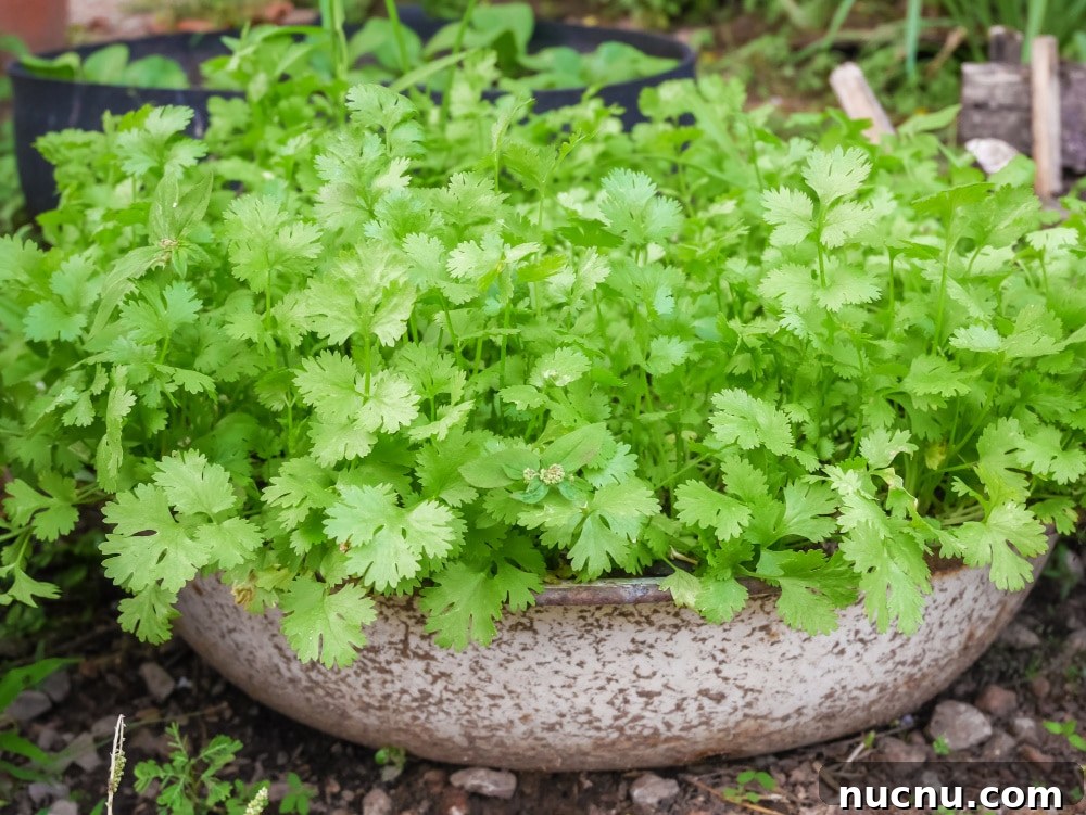 8 Essential Herbs Frugal Gardeners Should Grow This Year 12 grow coriander