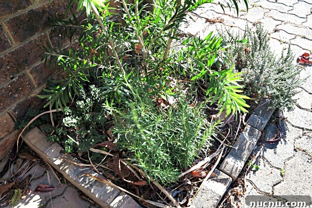 8 Essential Herbs Frugal Gardeners Should Grow This Year 3 urban herb garden