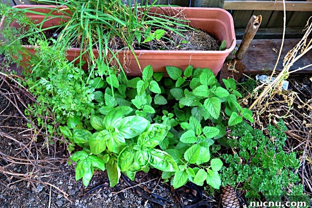 8 Essential Herbs Frugal Gardeners Should Grow This Year 4 hardy herbs urban garden