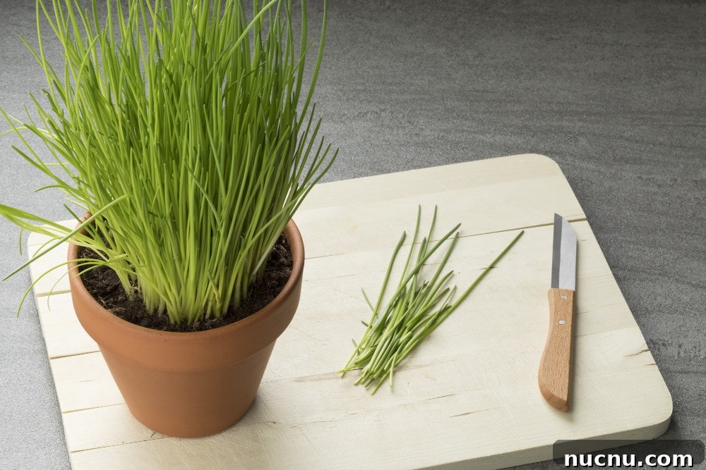 8 Essential Herbs Frugal Gardeners Should Grow This Year 5 best herbs to grow - chives