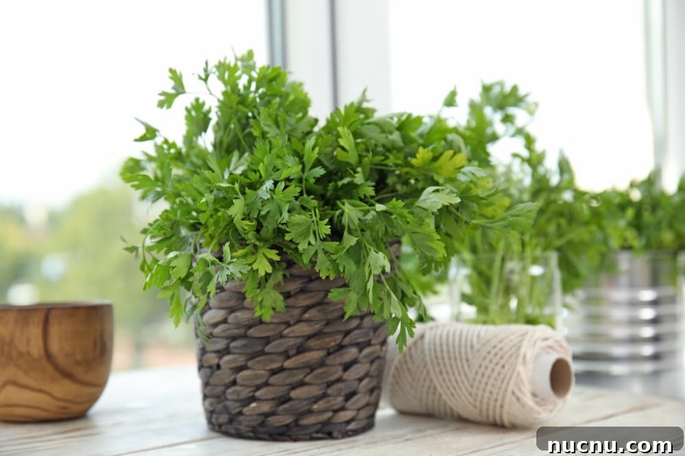 8 Essential Herbs Frugal Gardeners Should Grow This Year 6 best herbs to grow - parsley