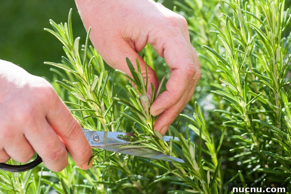 8 Essential Herbs Frugal Gardeners Should Grow This Year 7 best herb to grow - rosemary