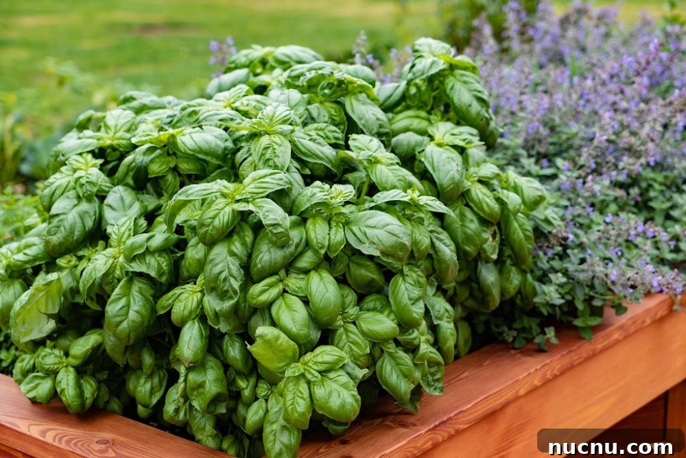 8 Essential Herbs Frugal Gardeners Should Grow This Year 9 best herbs to grow - basil