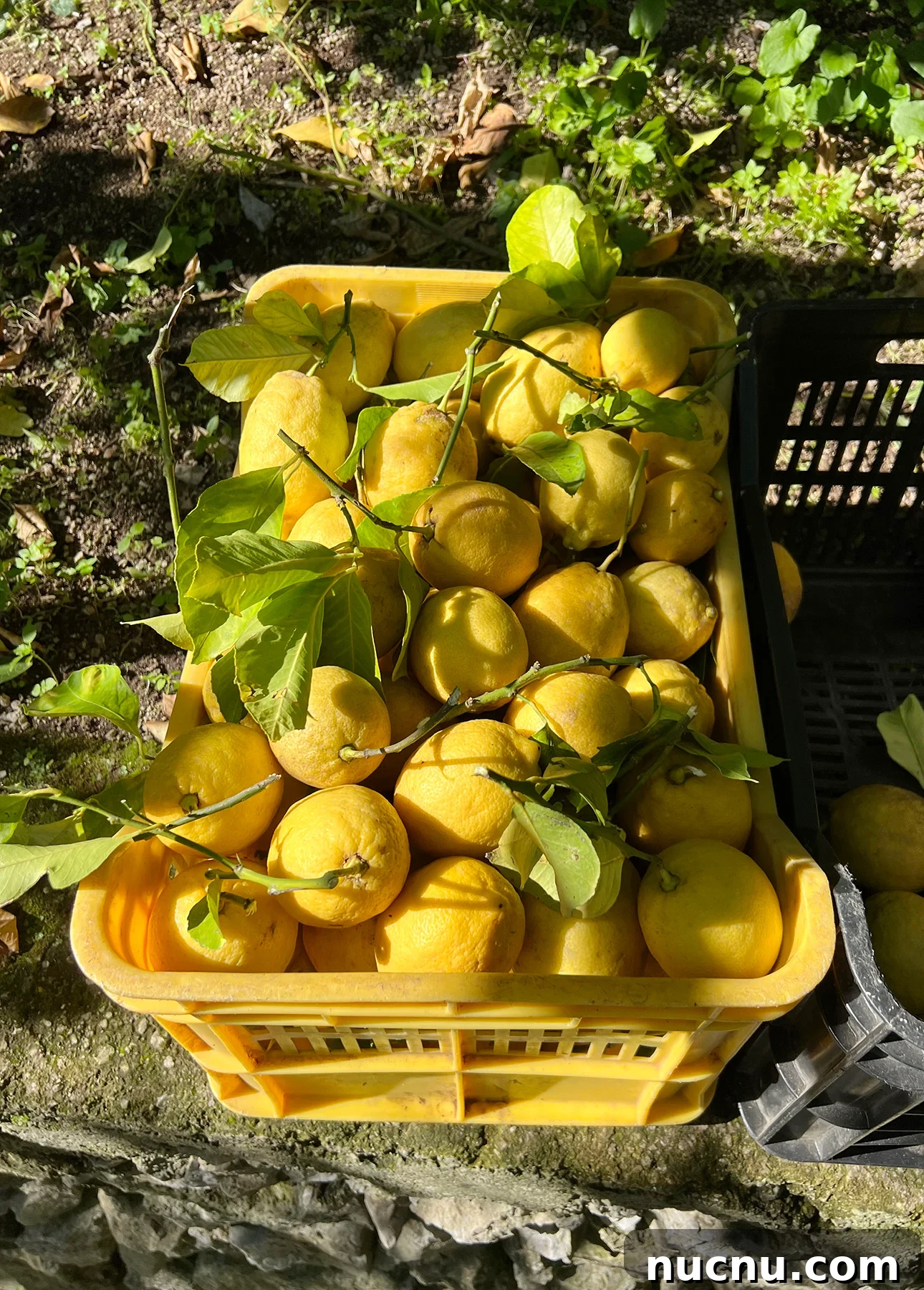 Creamy Lemon Spaghetti Recipe: Zesty, Silky Pasta in 20 Minutes 4 A yellow crate brimming with freshly picked Amalfi lemons