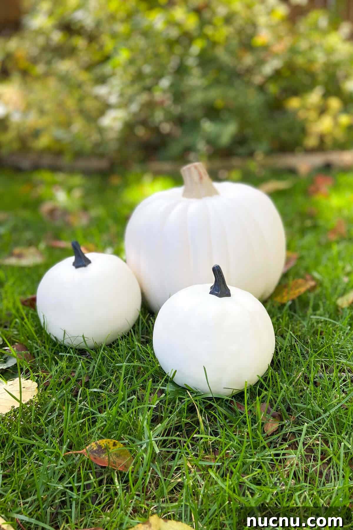 Plain craft pumpkins sitting on grass in yard.