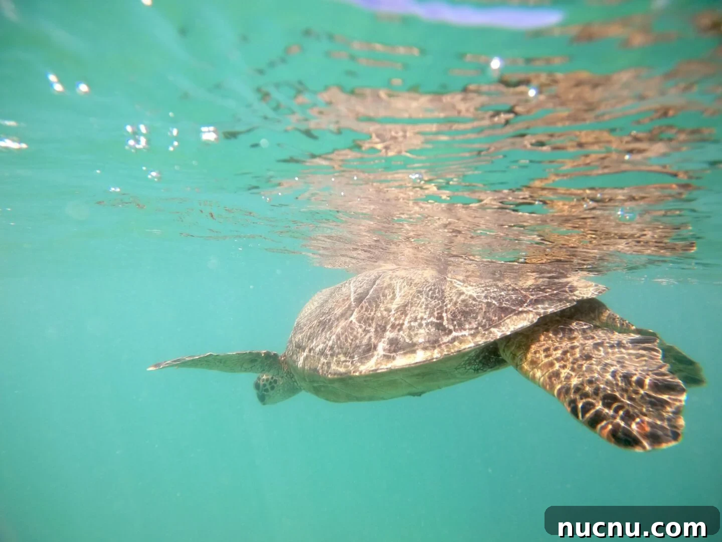 Hawaii travel photo 23