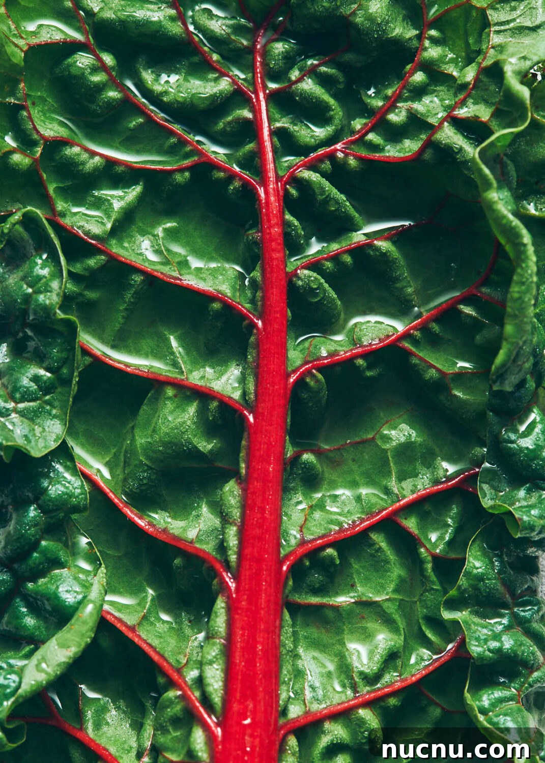 Close up of swiss chard with red stem after being washed